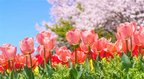 馬蹄蘭 花語|花語錄｜鬱金香花語、滿天星花語、馬蹄蘭花語大全